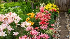 Ľalie budú kvitnúť bohato celé leto, ak pri výsadbe dodržíte tieto dôležité pravidlá