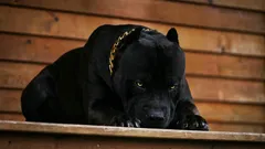 Názvy šiestich najodvážnejších plemien psov, ktoré sa stanú vernými domácimi miláčikmi