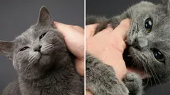 Prečo je mačka najprv milá a priateľská a potom zrazu začne hrýzť: zaujímavé fakty o tomto jave